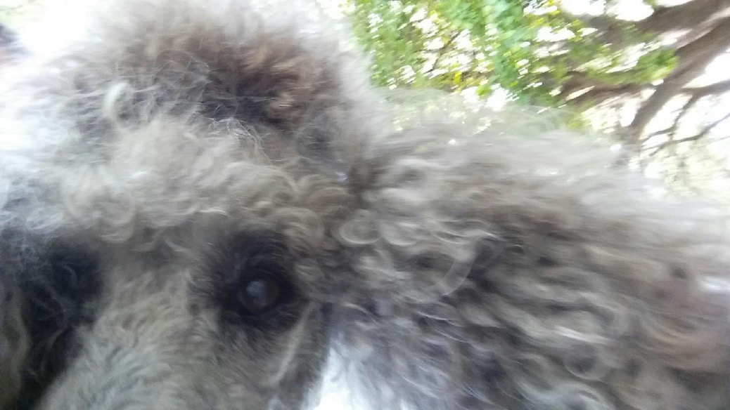 Never leave a poodle alone with your cell phone