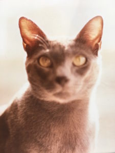 A Rare Photo of Simon the Cat