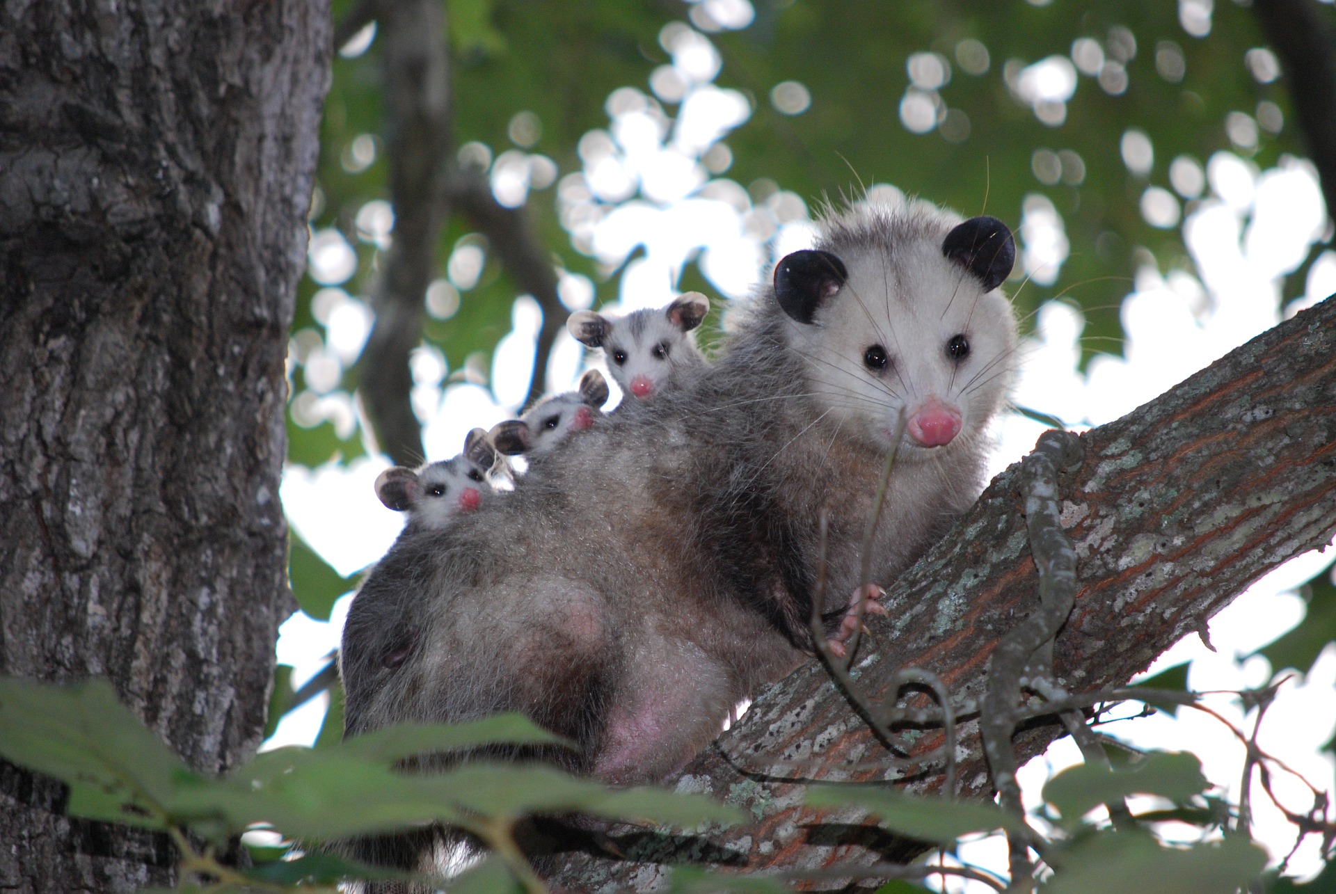Opossum Mom and Babies