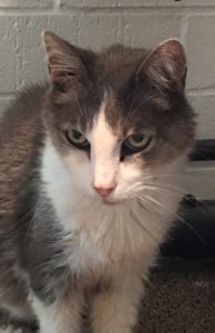Cat Olivia Boots Hargrove