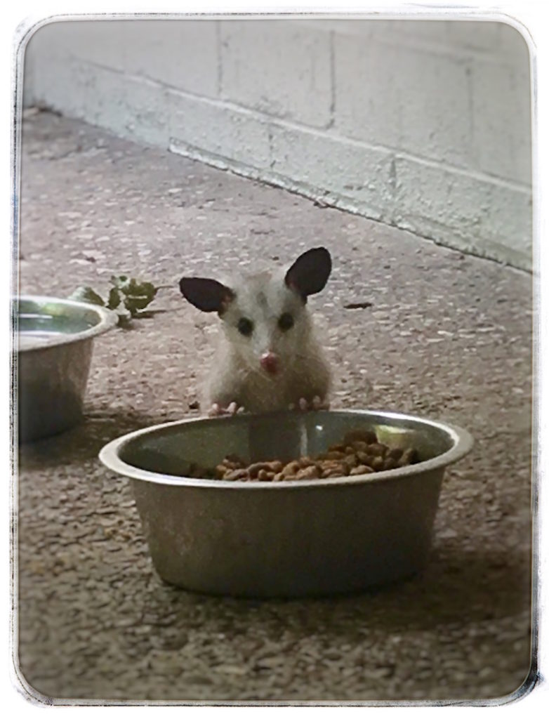 Baby Opossum at the studio food bowl.
