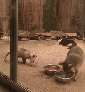 Cat, Raccoon, and Opossum
