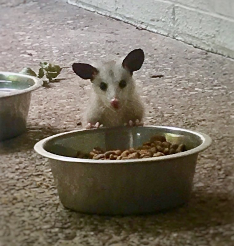 Baby Opossum at the Food Bowl