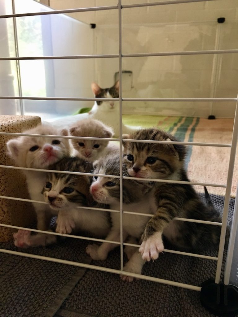 Kitten Jail Break