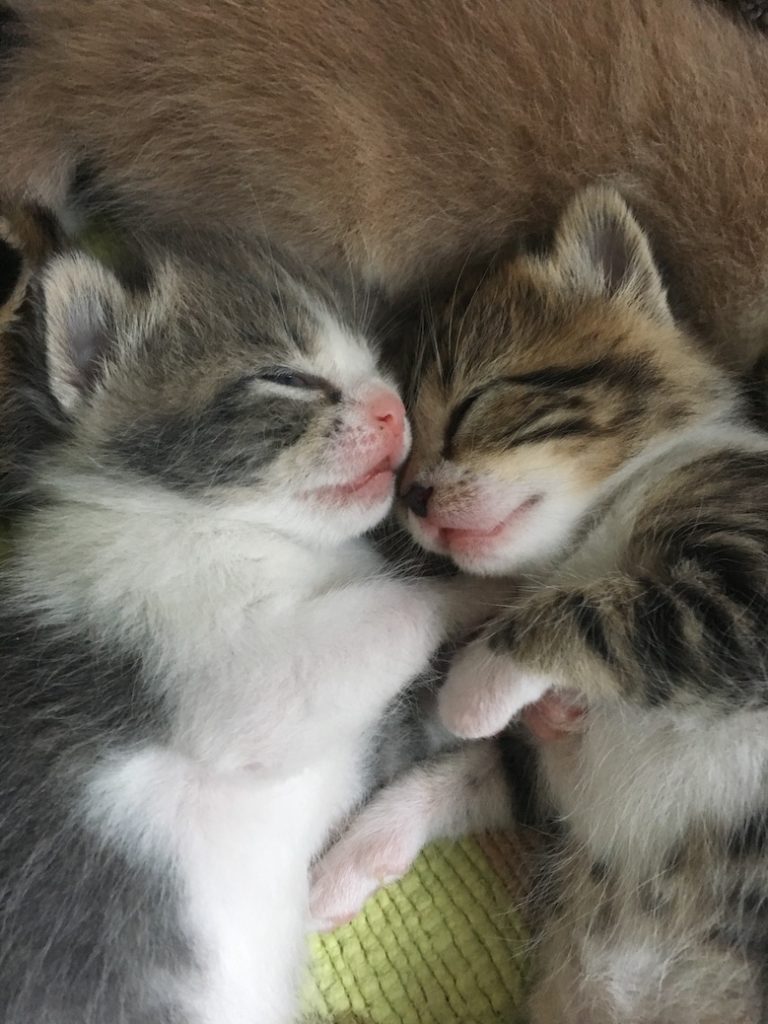 Two Sweet Kittens