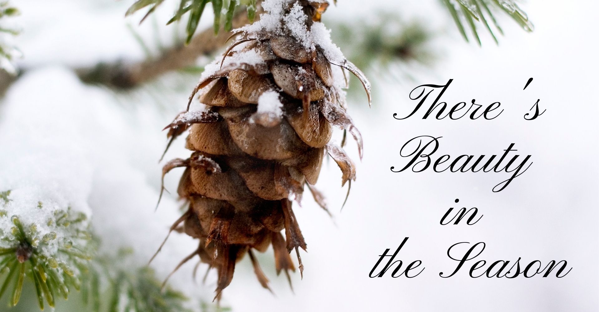 Photo of winter pine cone covered in snow, with the words, There's Beauty in the Season.