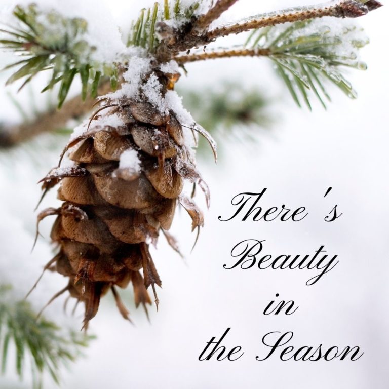 Photo of a winter pine cone with the words, There's Beauty in the Season