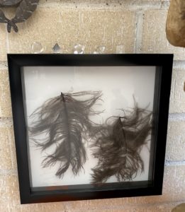 Black Feathers in a picture frame