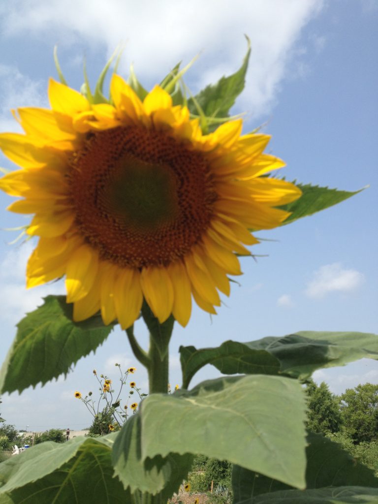 Gigantic Sunflower in Phebe's Community Garden