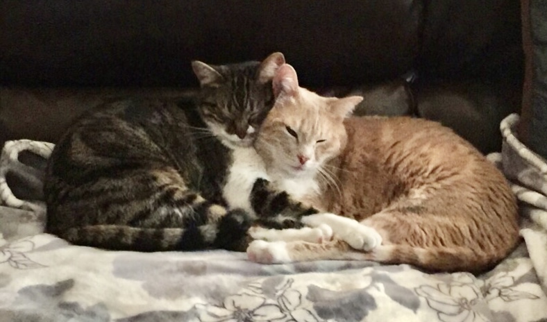 Photo of two kitten siblings, Annie and Travis