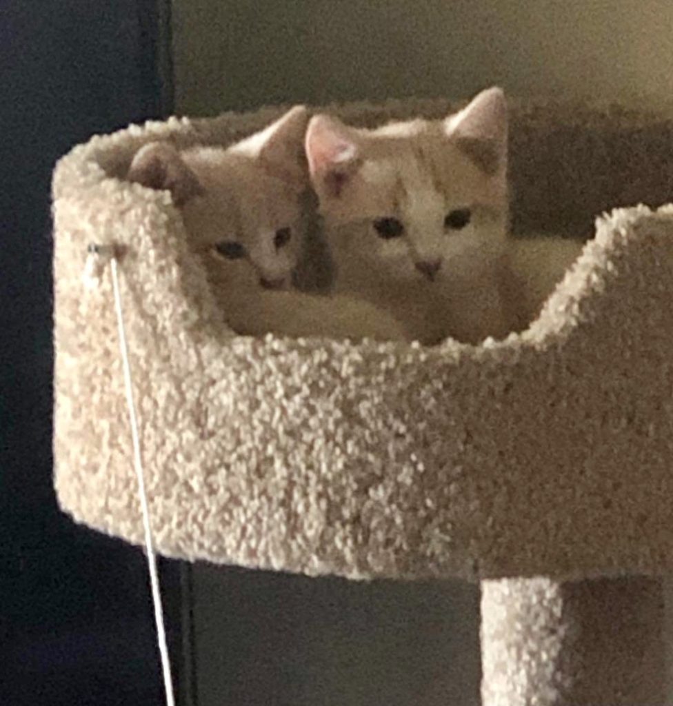 Miss Kitty and Matt Dillon of Colorado, two sibling kittens