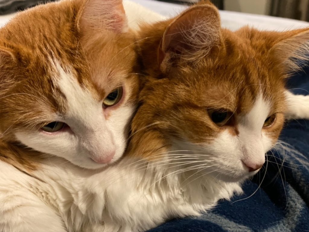 Thelma and Louise, two sibling cats
