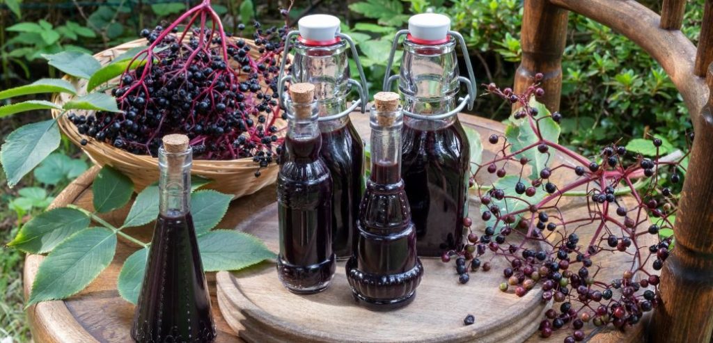 Elderberry Syrup maybe a healthful elixir for the winter months, plus it can make a beautiful gift for the holidays.